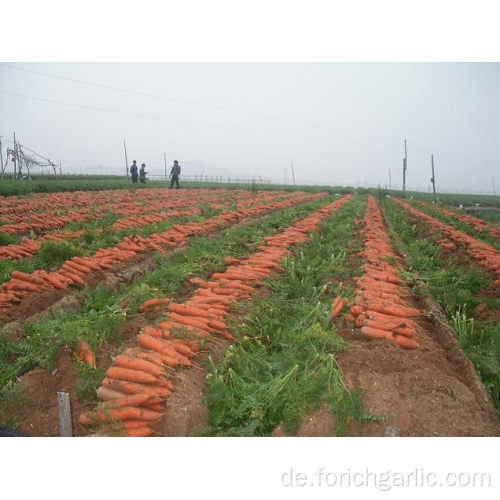 Größen200-250g Frische Karotten im Karton